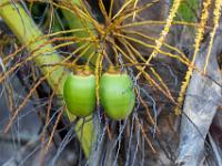 Junge Kokosnüsse wachsen heran